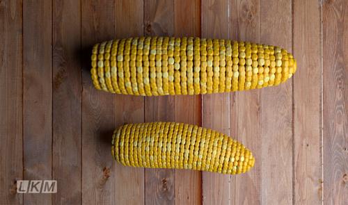 the maizes preview image