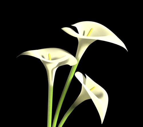 Aroma flower preview image