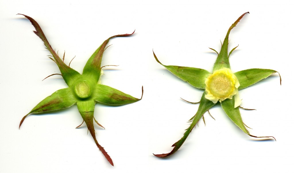 ROSE preview image 2