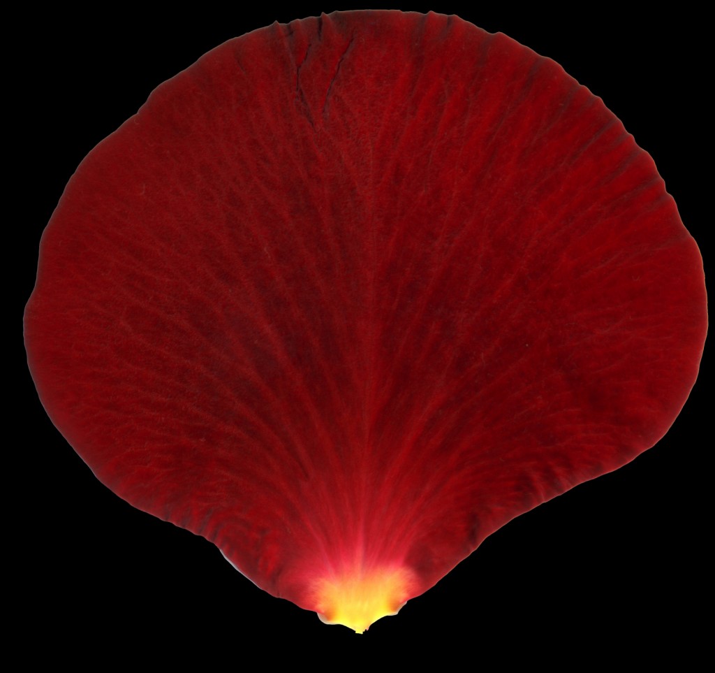 ROSE preview image 3