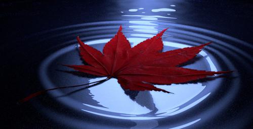 Leaf tutorial source files preview image