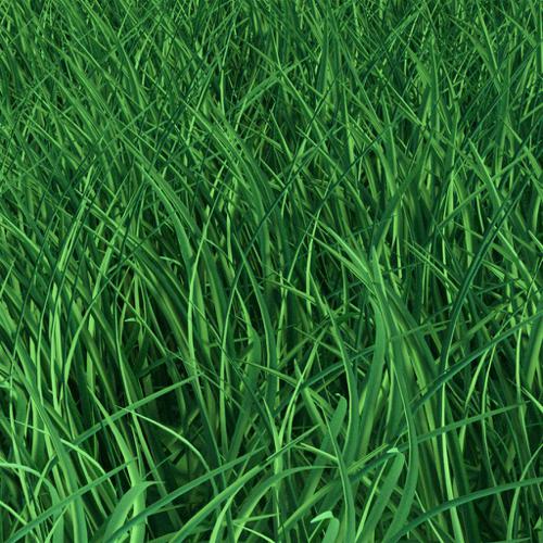 Grass - Cycles  preview image