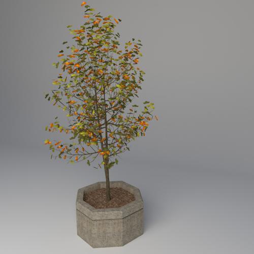 Street Tree preview image