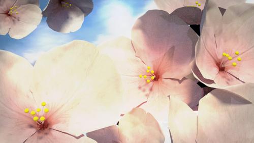 cherry blossom preview image