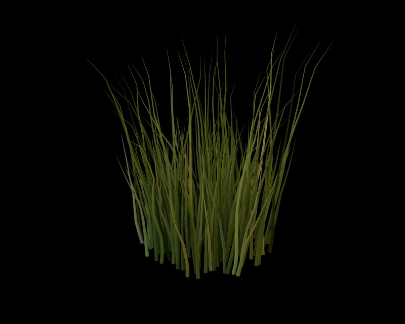 Cycles Grass 3 + Corn preview image 1