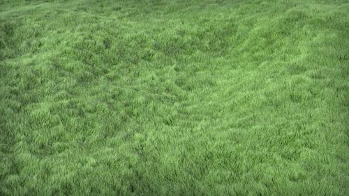 Grass preview image
