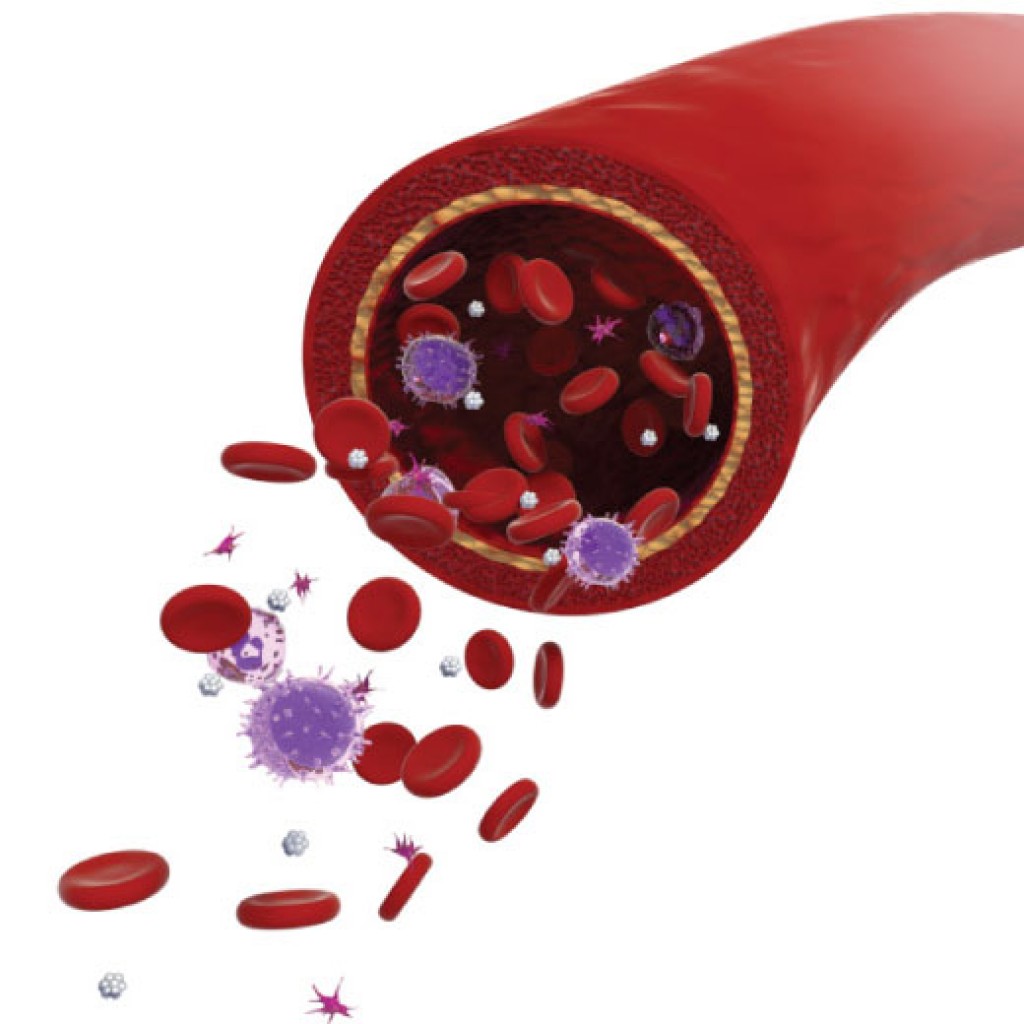 Veins and hematocytes for cycles. preview image 1