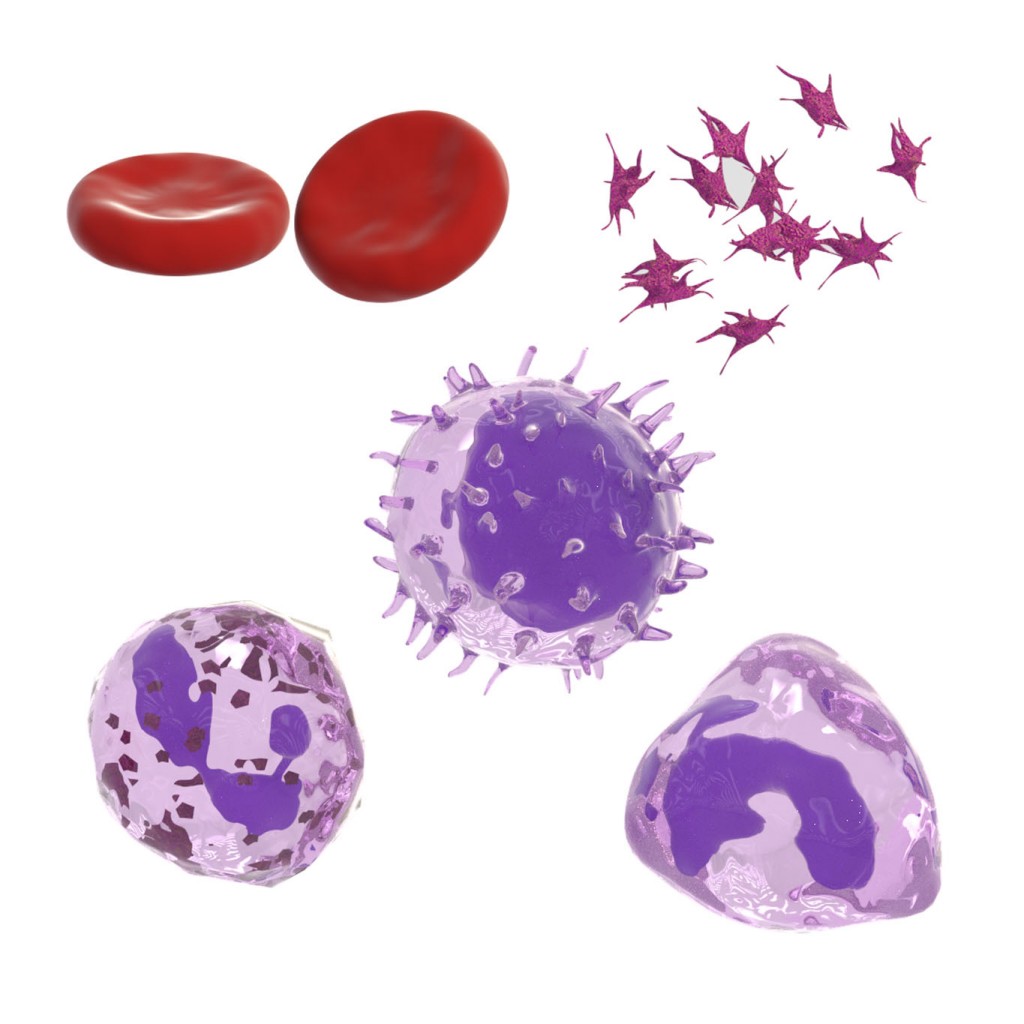 Veins and hematocytes for cycles. preview image 2