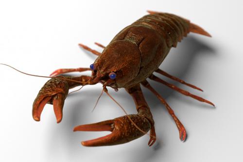 Astacus preview image