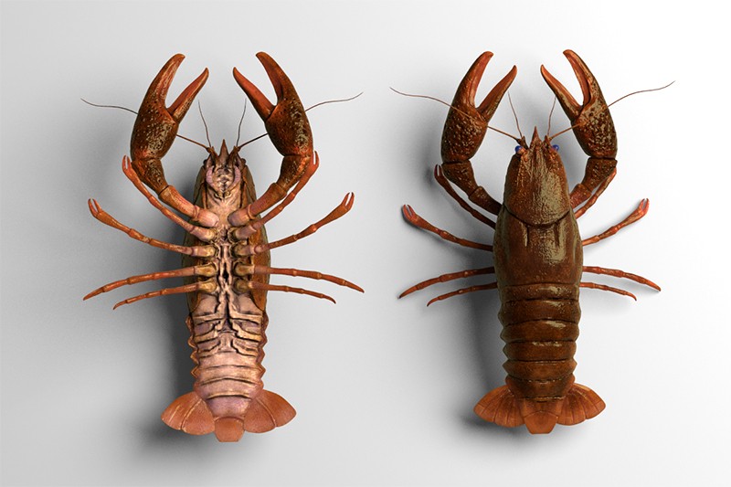 Astacus preview image 2