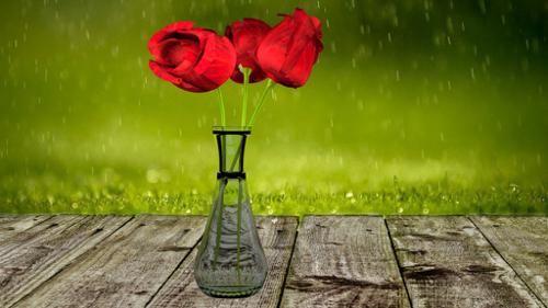 Roses in vase preview image