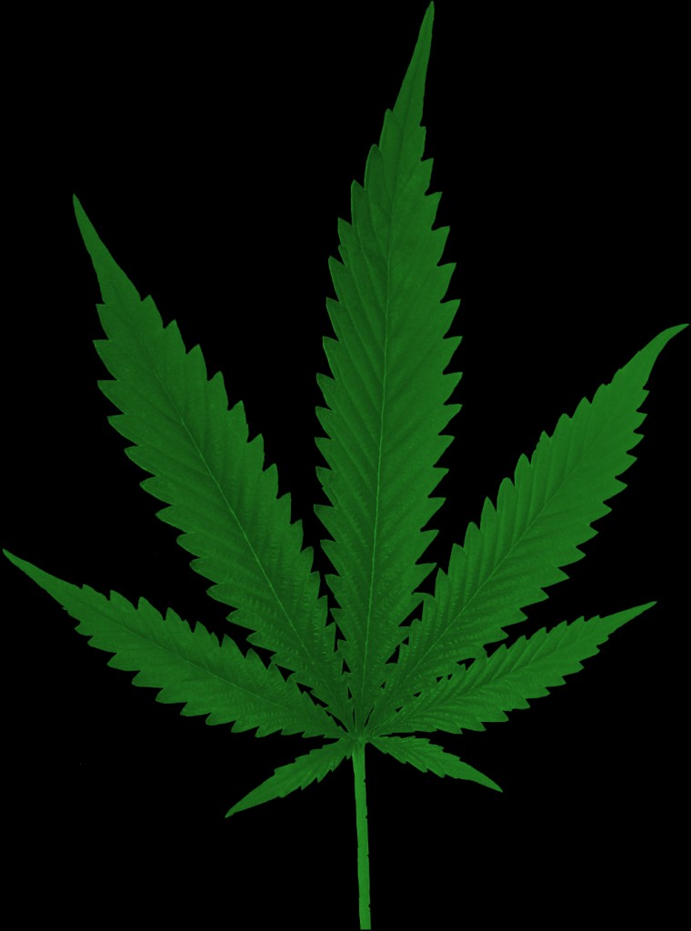 Hemp Plant - free4all preview image 3