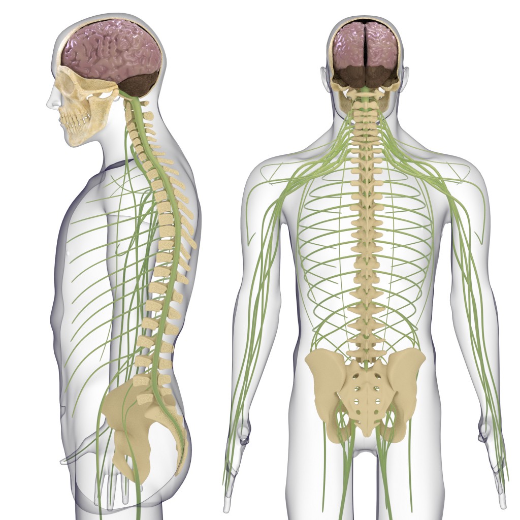 Nervous system for Cycles. preview image 1