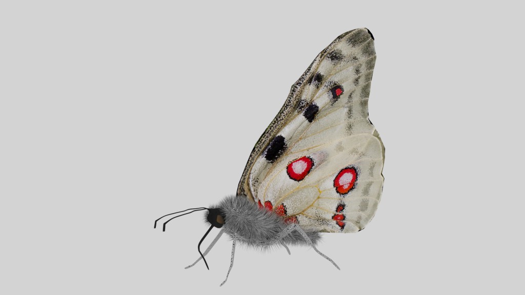 Apollo Butterfly preview image 1