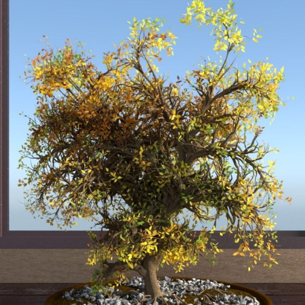 Bonsai preview image 1