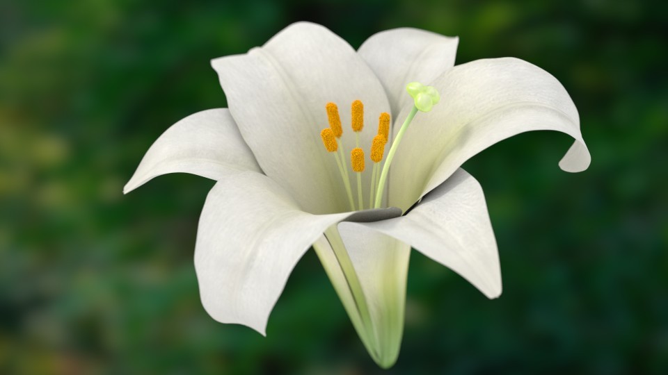 Lily flower preview image 1