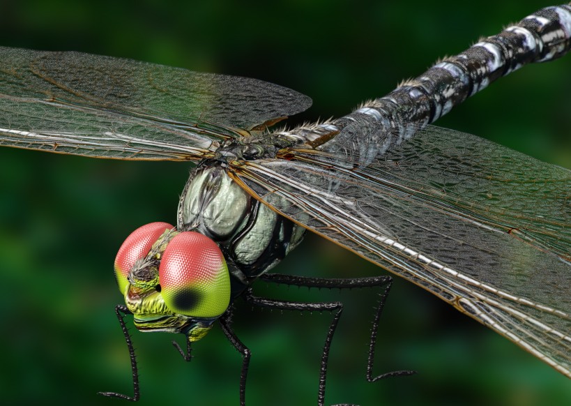 Dragonfly preview image 1