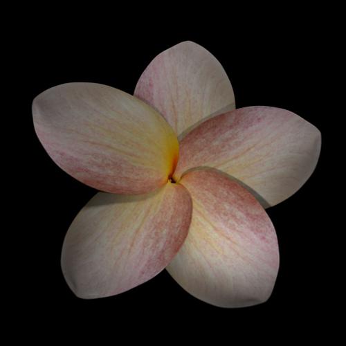 Frangipani Flower preview image