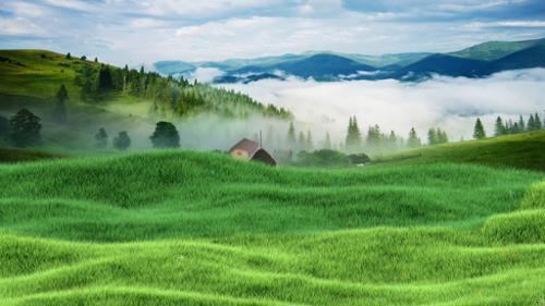 Grassy Meadow preview image