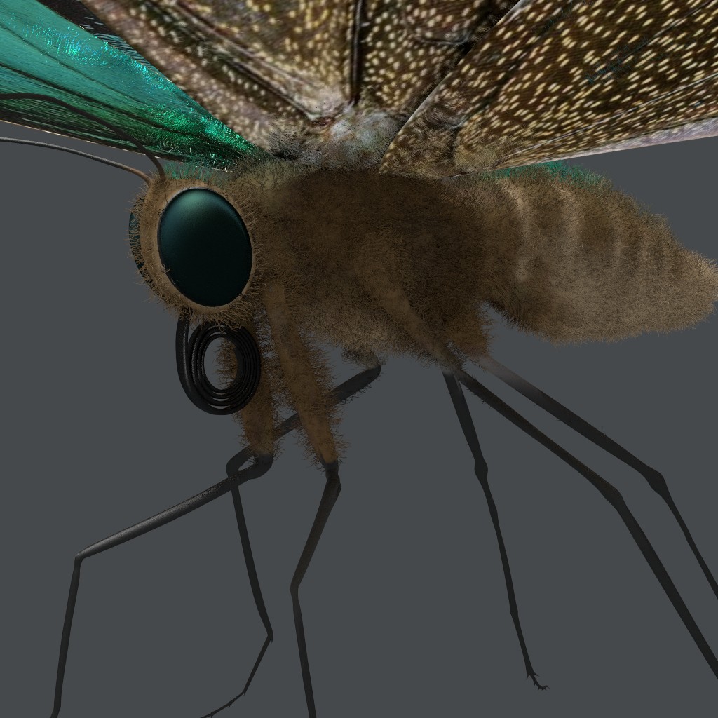 Ulysses Butterfly preview image 1