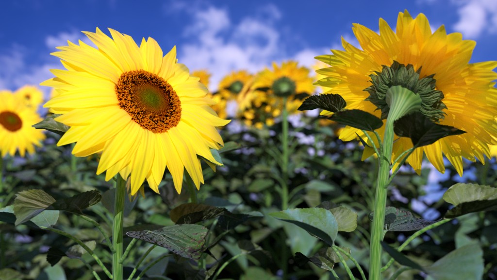 Sunflower preview image 4