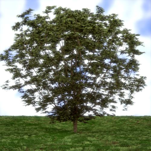 Hazel tree preview image