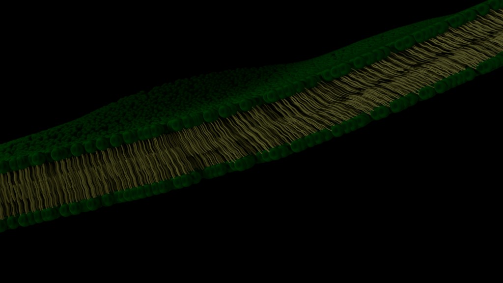Plasma Membrane preview image 1