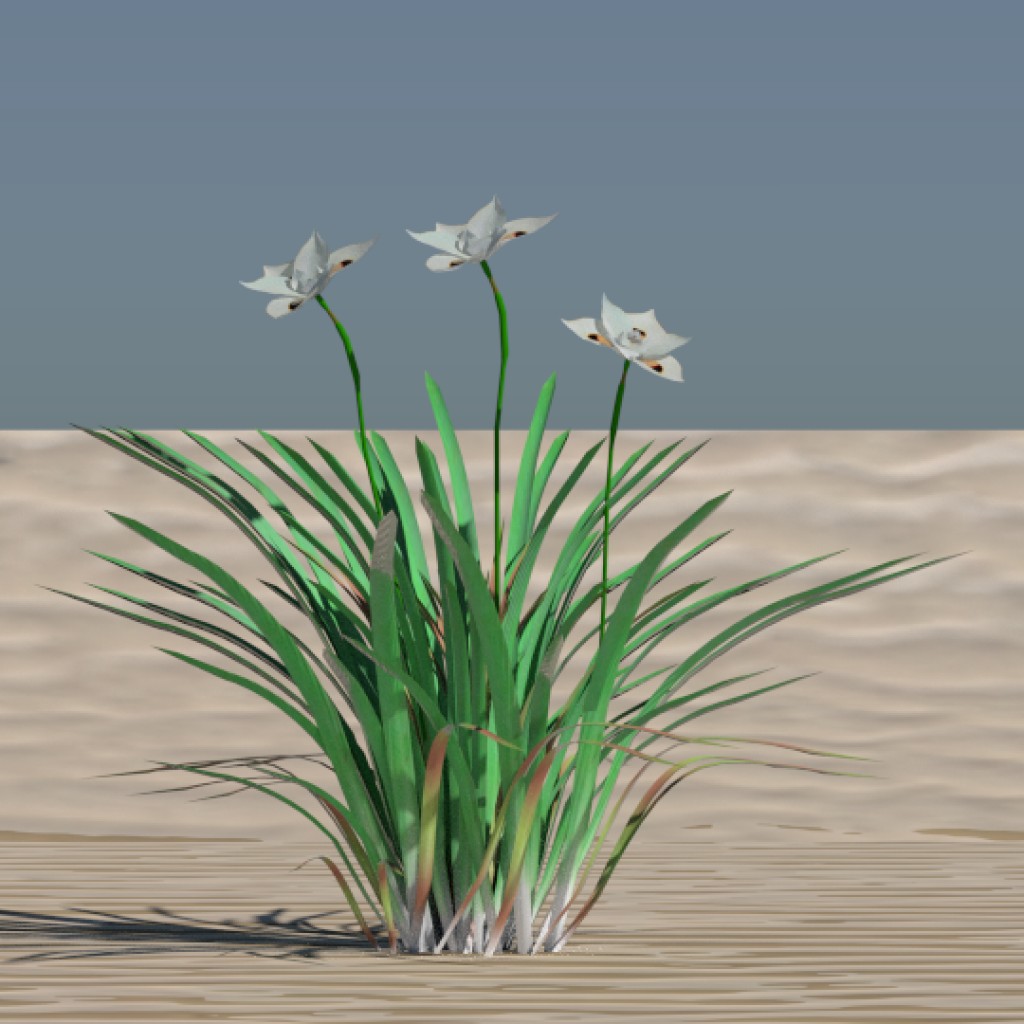 Dietes Bi-colour preview image 1