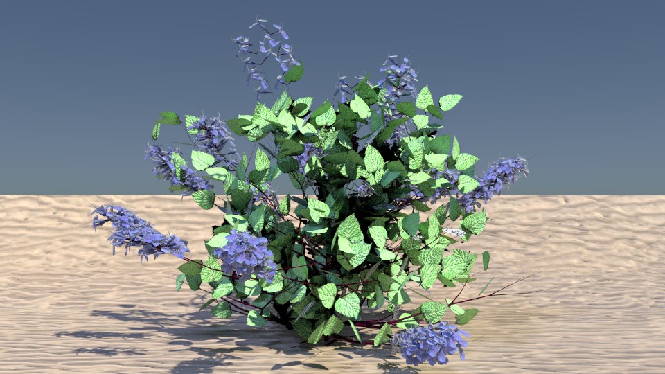 Plectranthus  fruticosa preview image 1