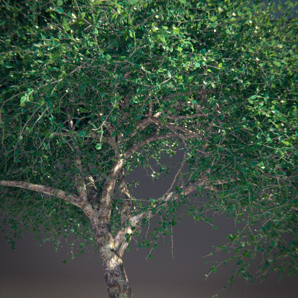 Tree preview image 2