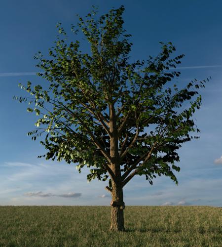 The Tree Primary  preview image