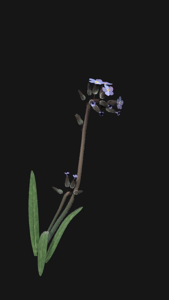 myosotis, Vergissmeinnicht preview image 1