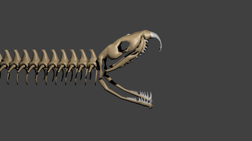 Snake Skeleton preview image 1