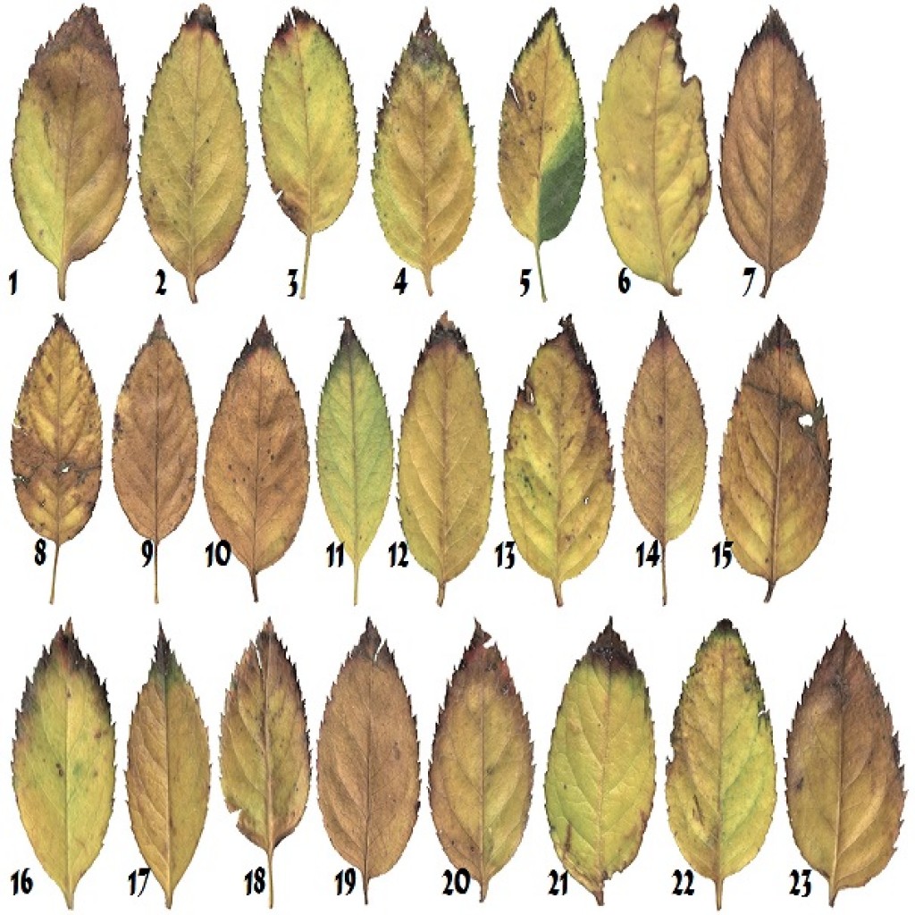 23 Rose Leaves Textures with BumpMap preview image 1