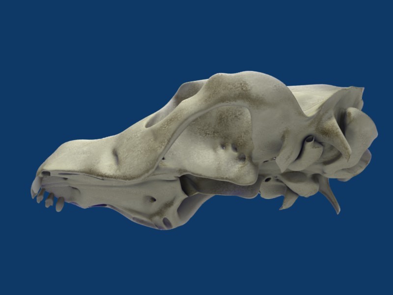 maren creatures dogskull preview image 1