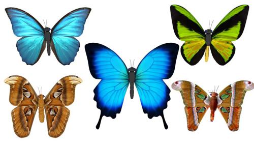 Butterfly preview image