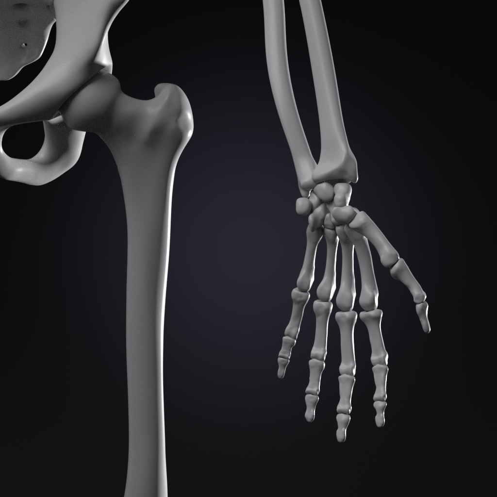 Skeleton preview image 3