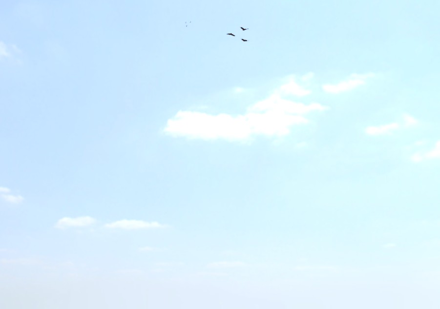 Flock of Birds- Fully rigged and animated preview image 2