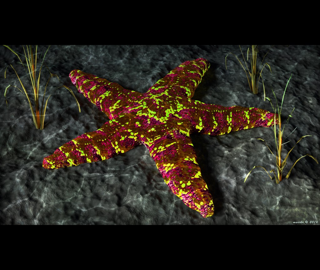 Starfish - Seastar - Asteroidea preview image 2