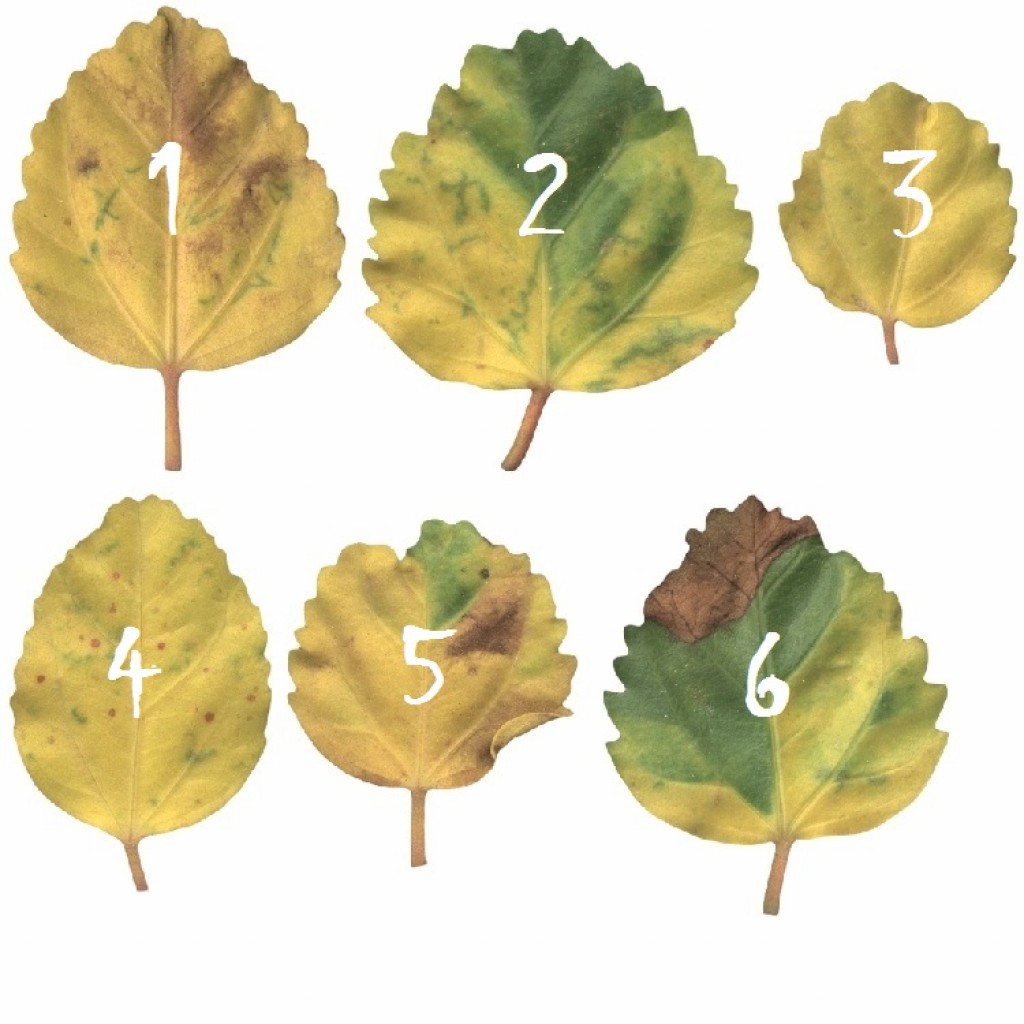 @utumn 2016 - Textures Vol - II (Hibiscus Leaves) preview image 1