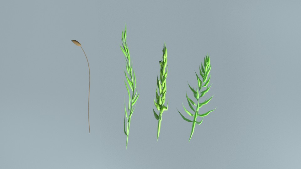 Moss With Sporophyte preview image 2