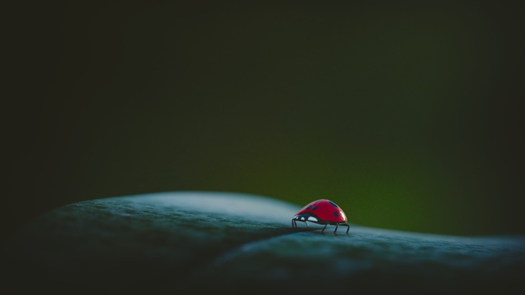 lady bug preview image 1