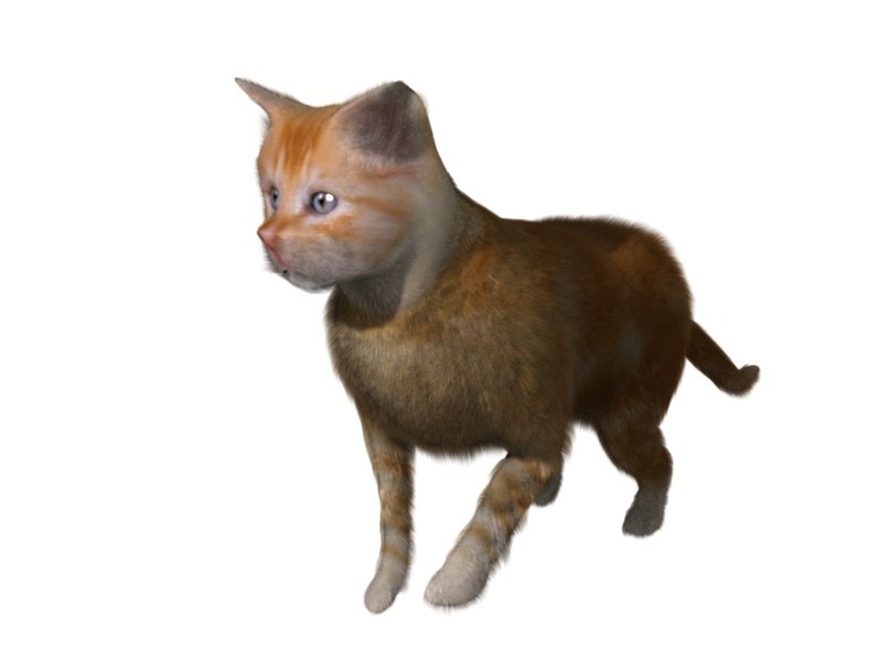 Kitten preview image 1