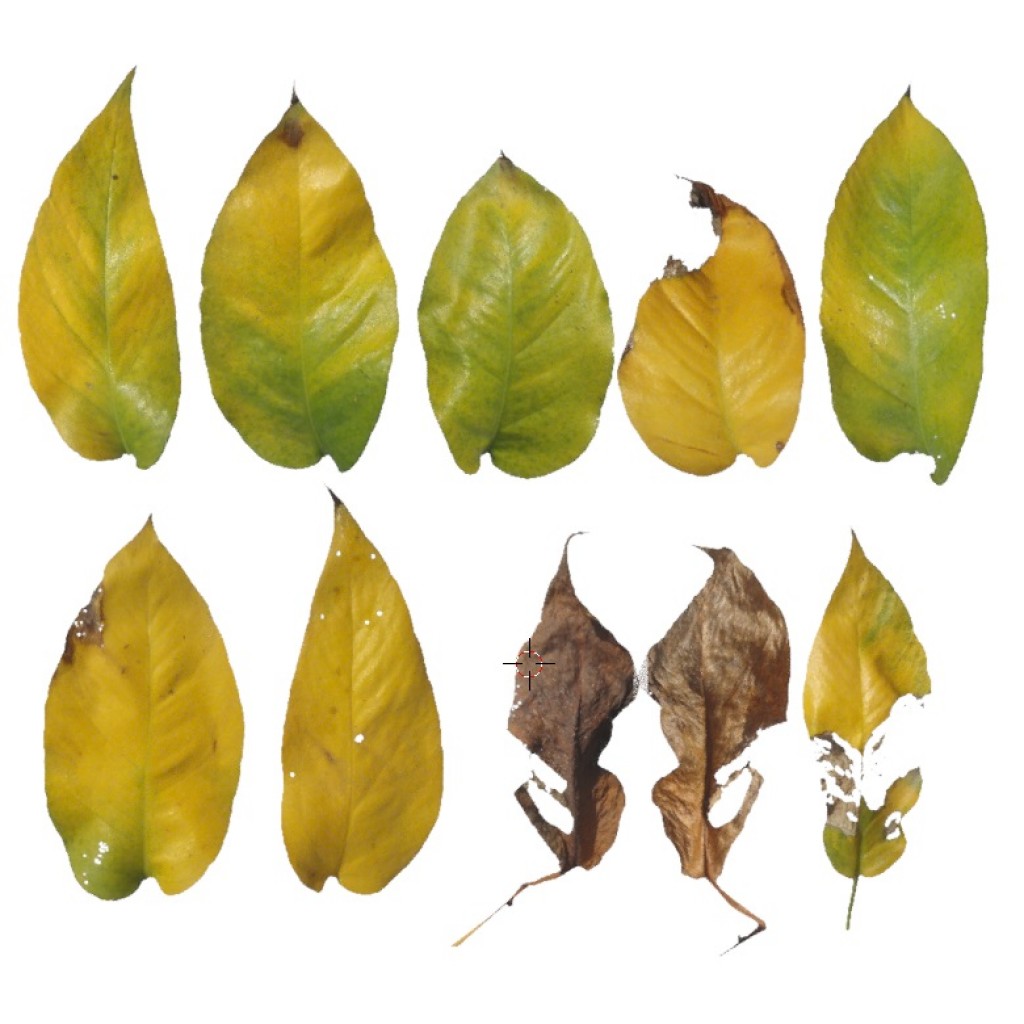 @utumn 2016 - Textures Vol - I (Devil's ivy) preview image 1