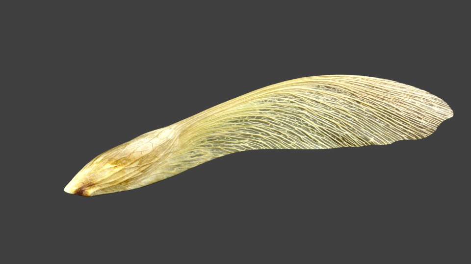 Maple Seed preview image 1