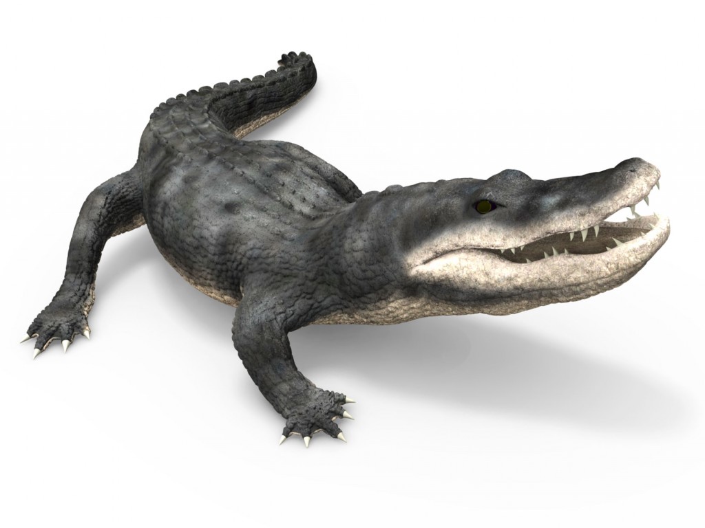 Alligator    preview image 1