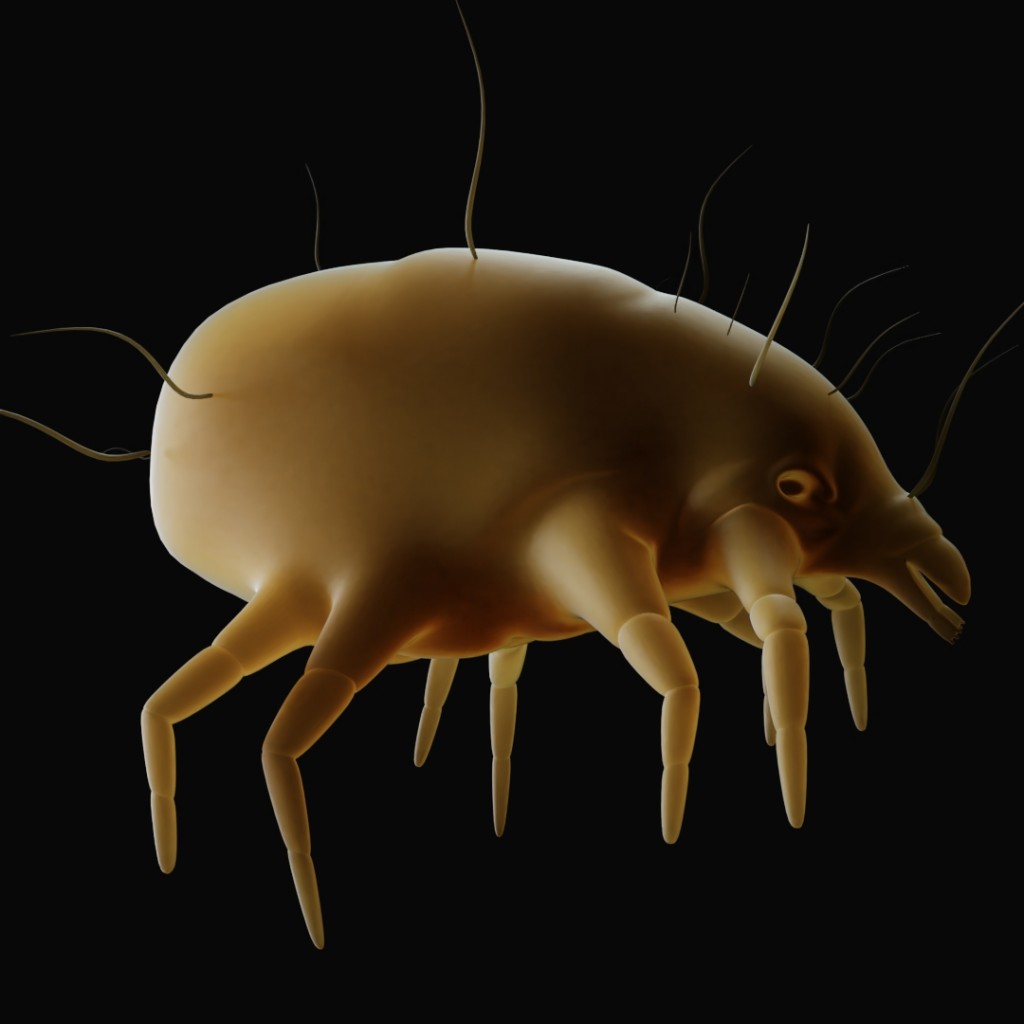 Acarus 3D Model preview image 1