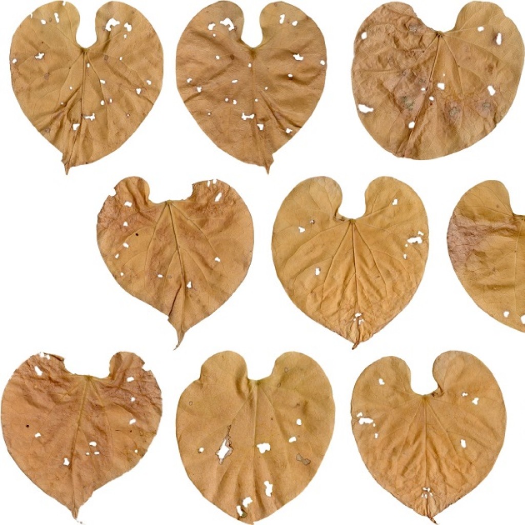 Giloy Plant Pale Damage Leaves preview image 1