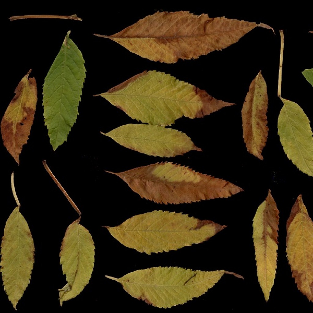 @utumn 2017 - Textures Vol - II ( YellowBells Dry Leaves) preview image 1