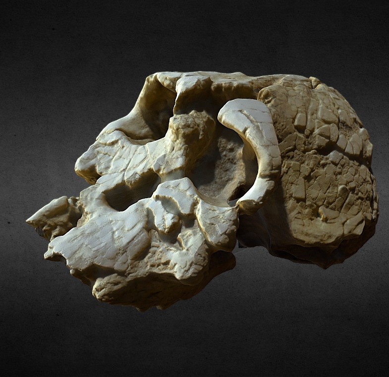 Kenyanthropus Platyops preview image 1